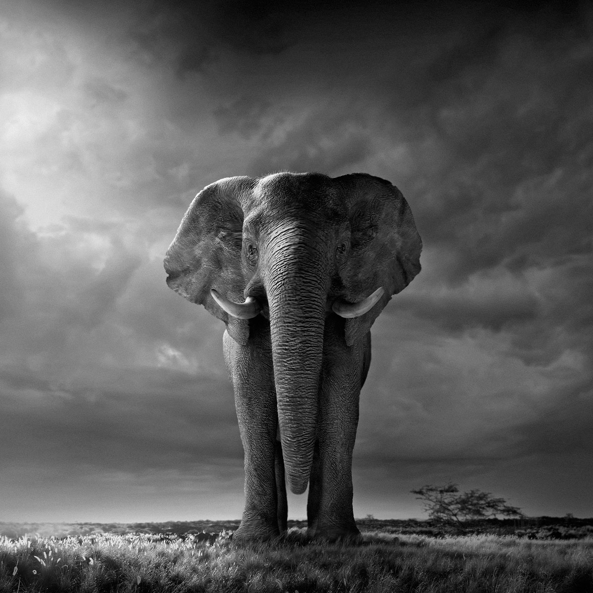 Displaying Image For Elephant Background