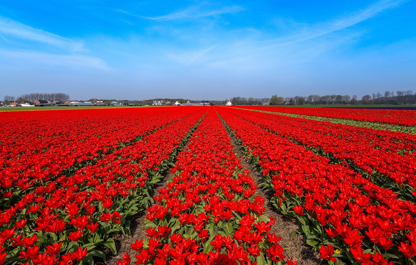 Wallpaper Field Flowers Blue Bright Spring Tulips Red