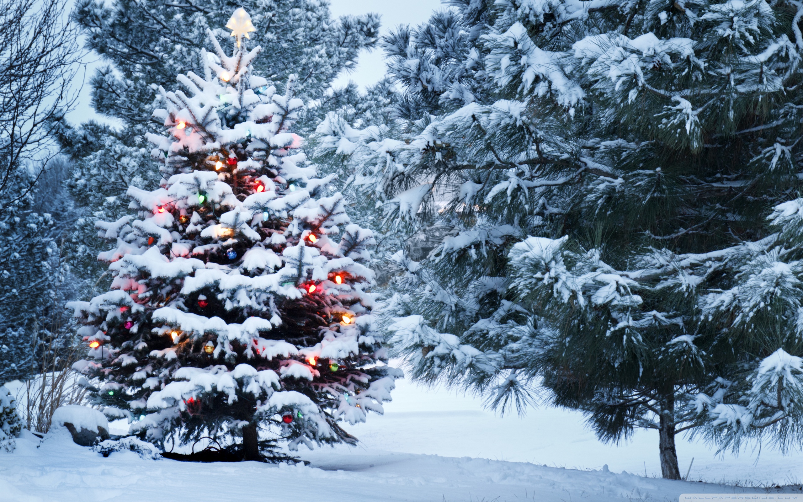 Beautiful Outdoor Christmas Tree 4k HD Desktop Wallpaper For