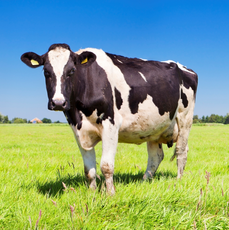 Aren T Hormone Levels Increased In Milk From Rbst Supplemented Cows