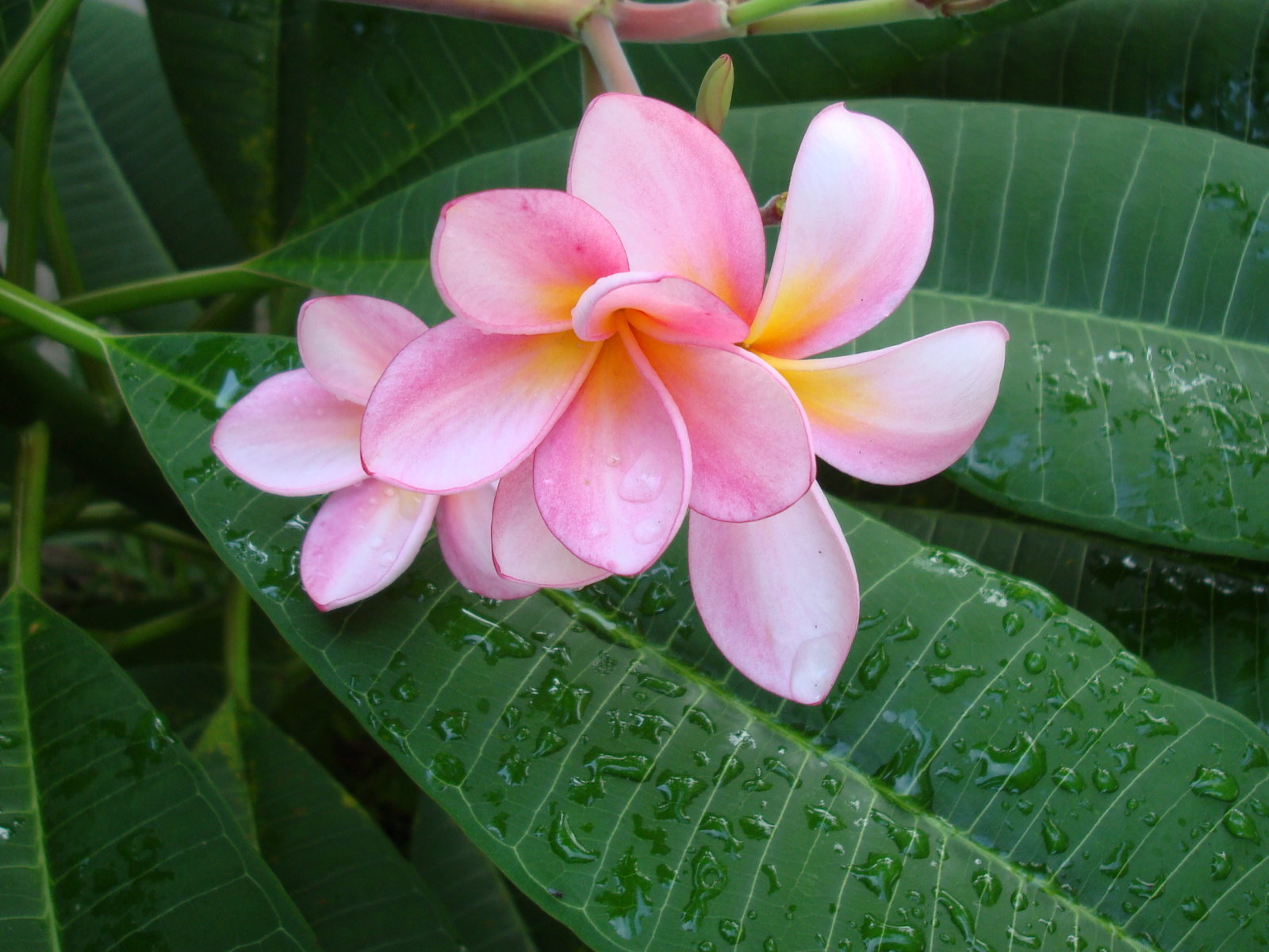 Free download Pink Plumeria Frangipani Temple Tree [1600x1200] for your ...