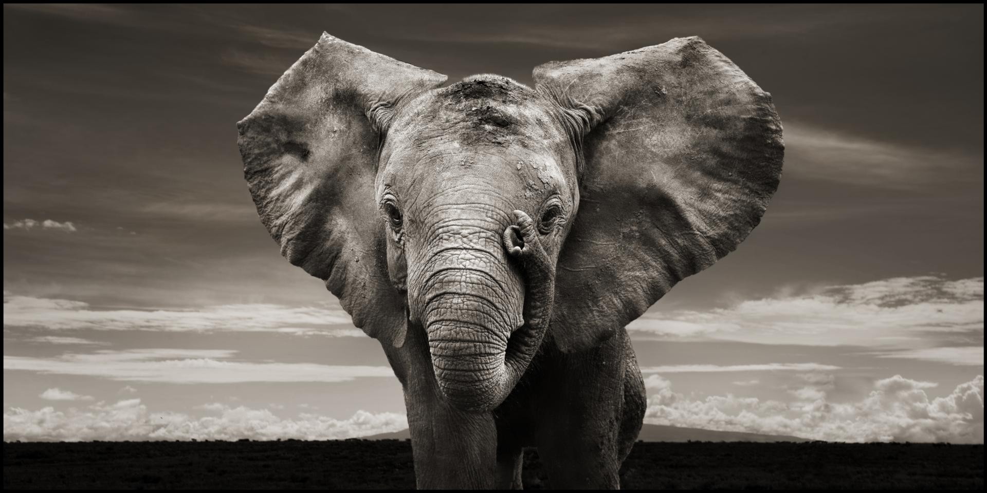 Elephant Puter Wallpaper Desktop Background Id