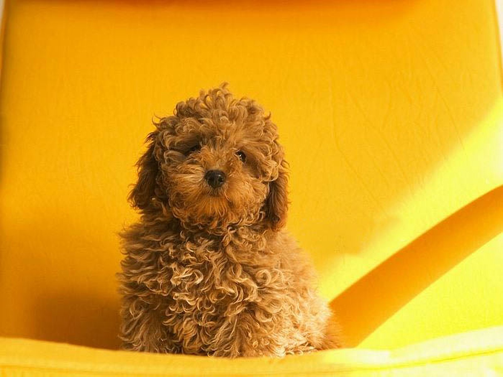 Poodle Lovely Wallpaper Pictures