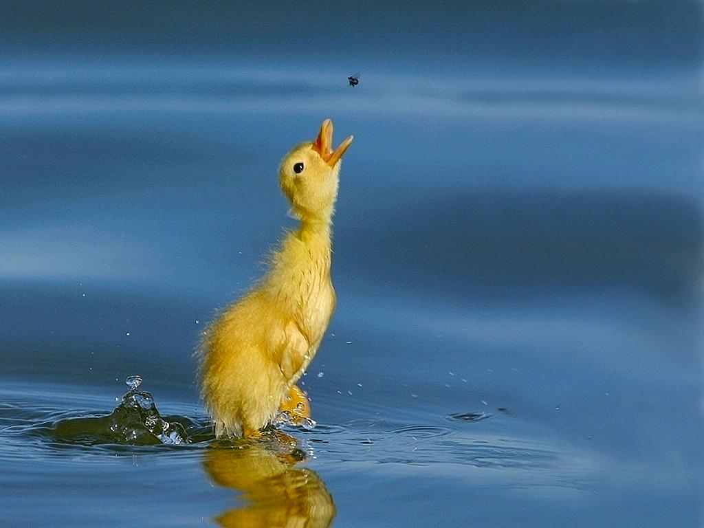 Wallpaper Pc Puter A Hungry Duckling