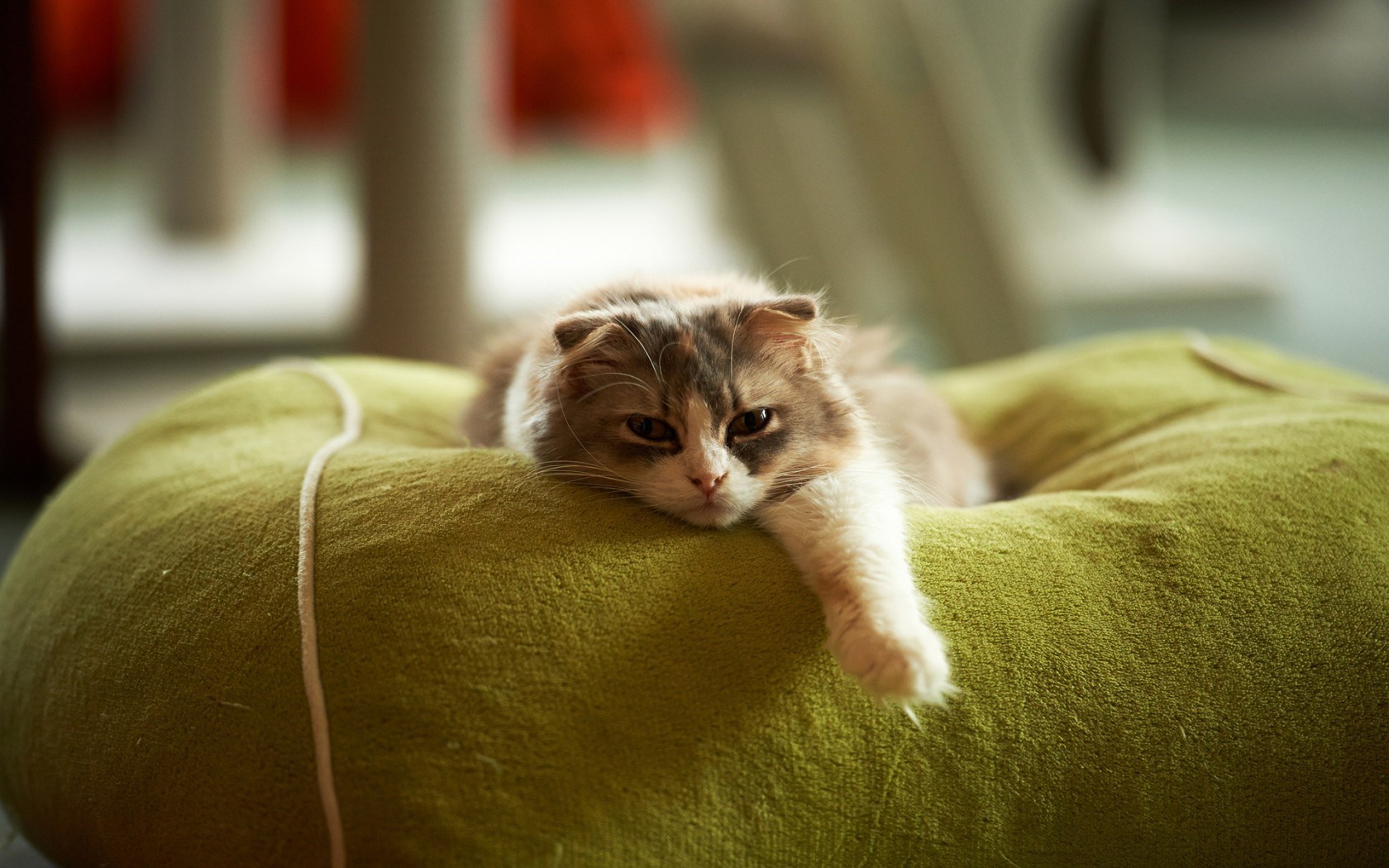 Cat Desktop Wallpaper