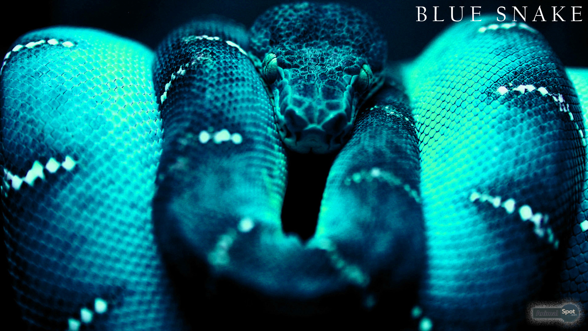 Blue Snake Wallpaper Images amp Pictures   Becuo