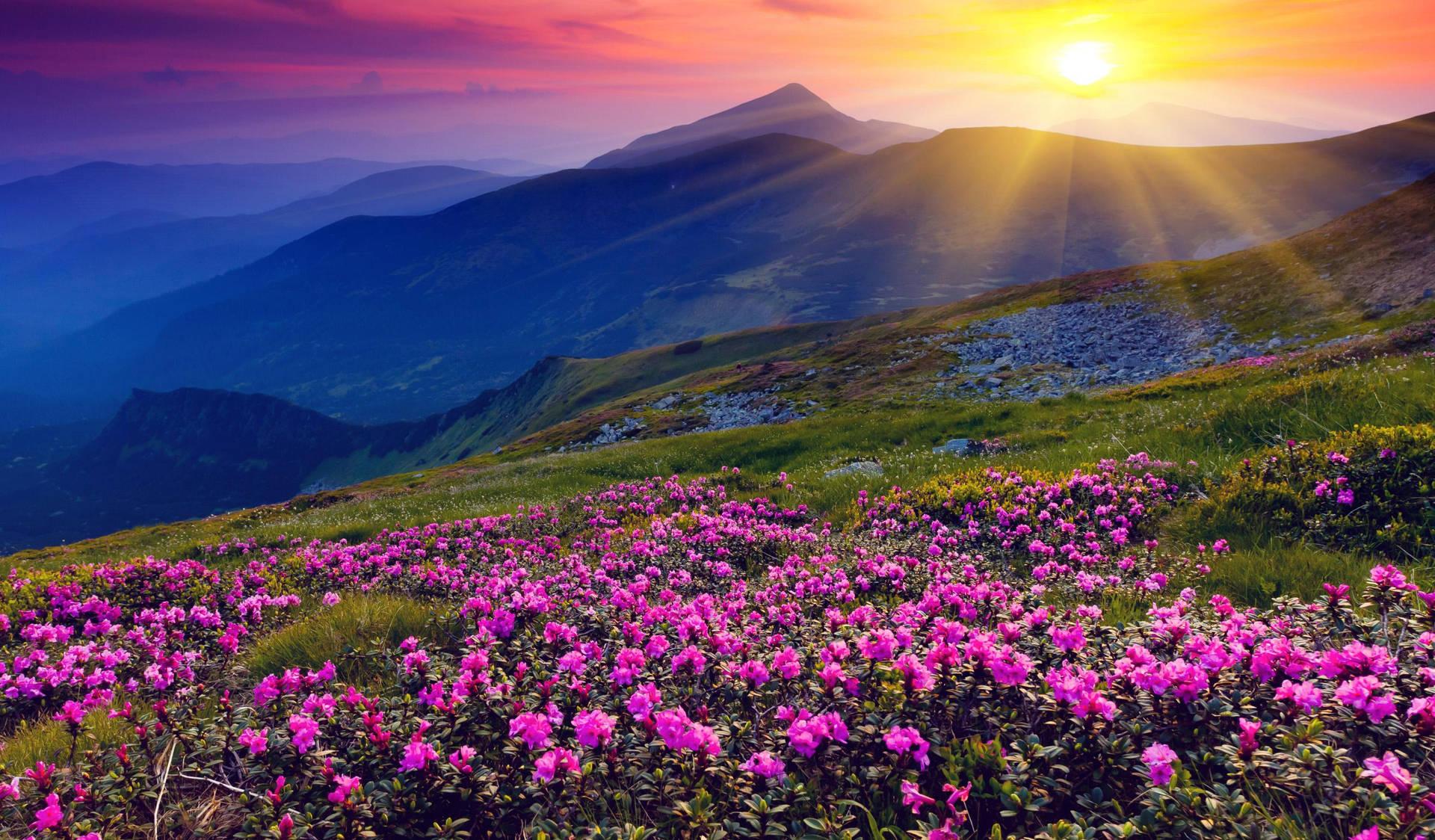 Download 4k Spring Flowers Mountain Sun Wallpaper