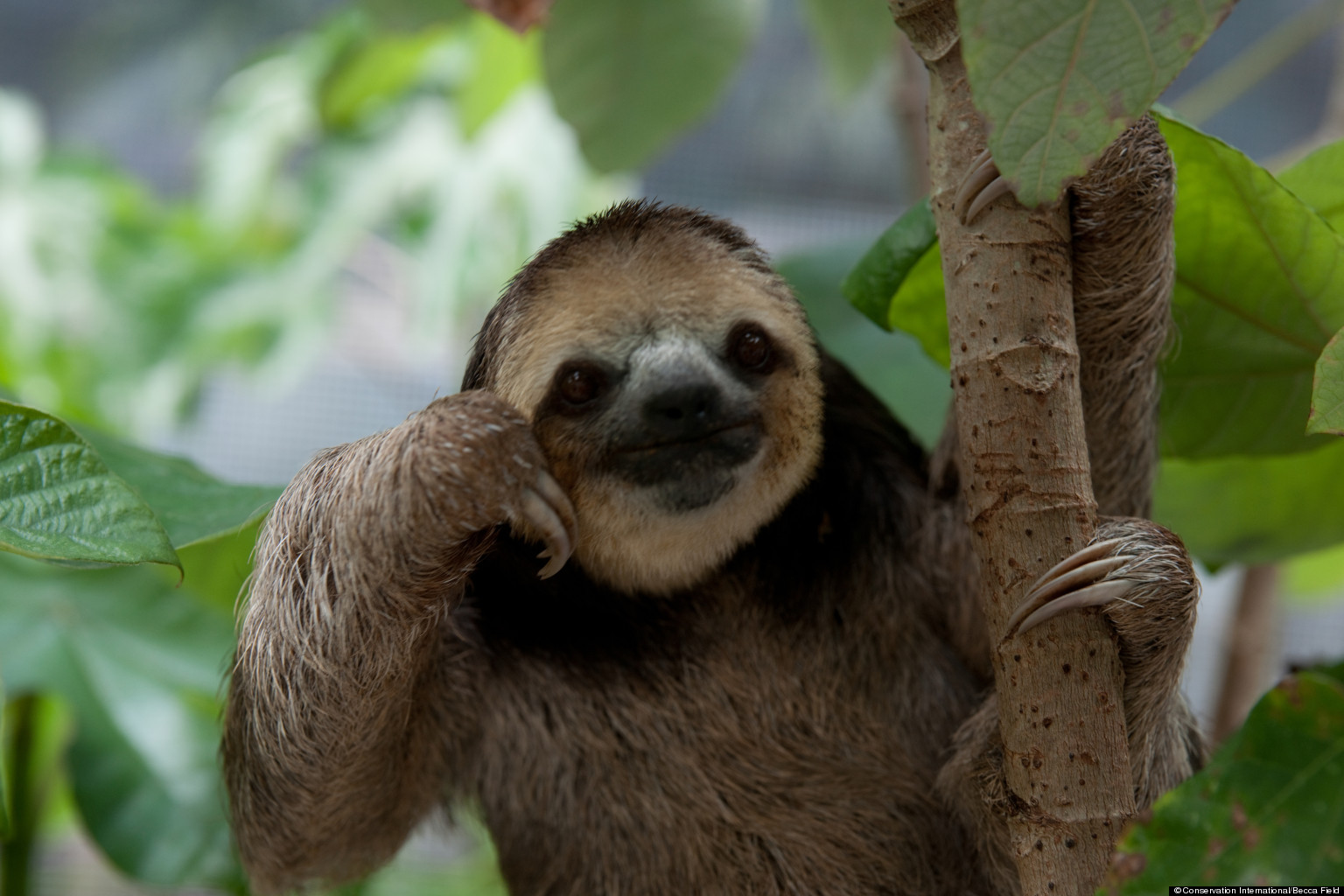 Photos Of Sloths Document Monique Pool Rescuing Animals After Suriname