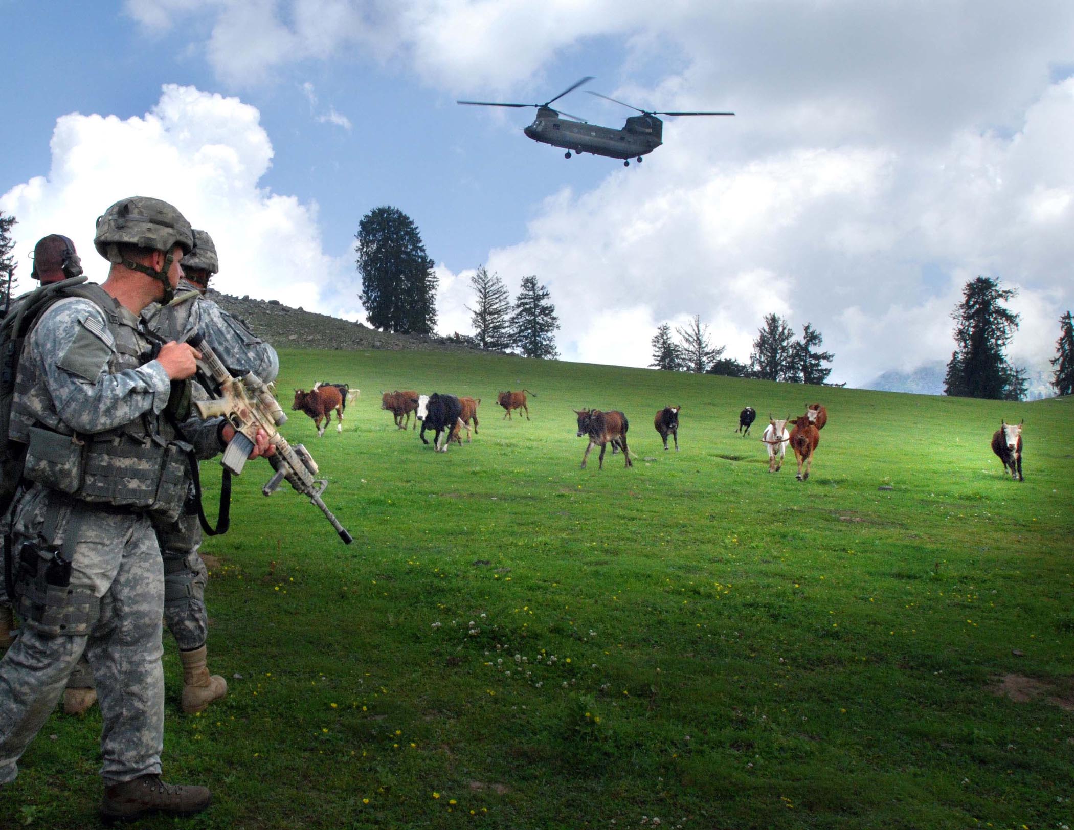 File Us Soldiers With Cows In Kunar Povince Of Afghanistan Jpg