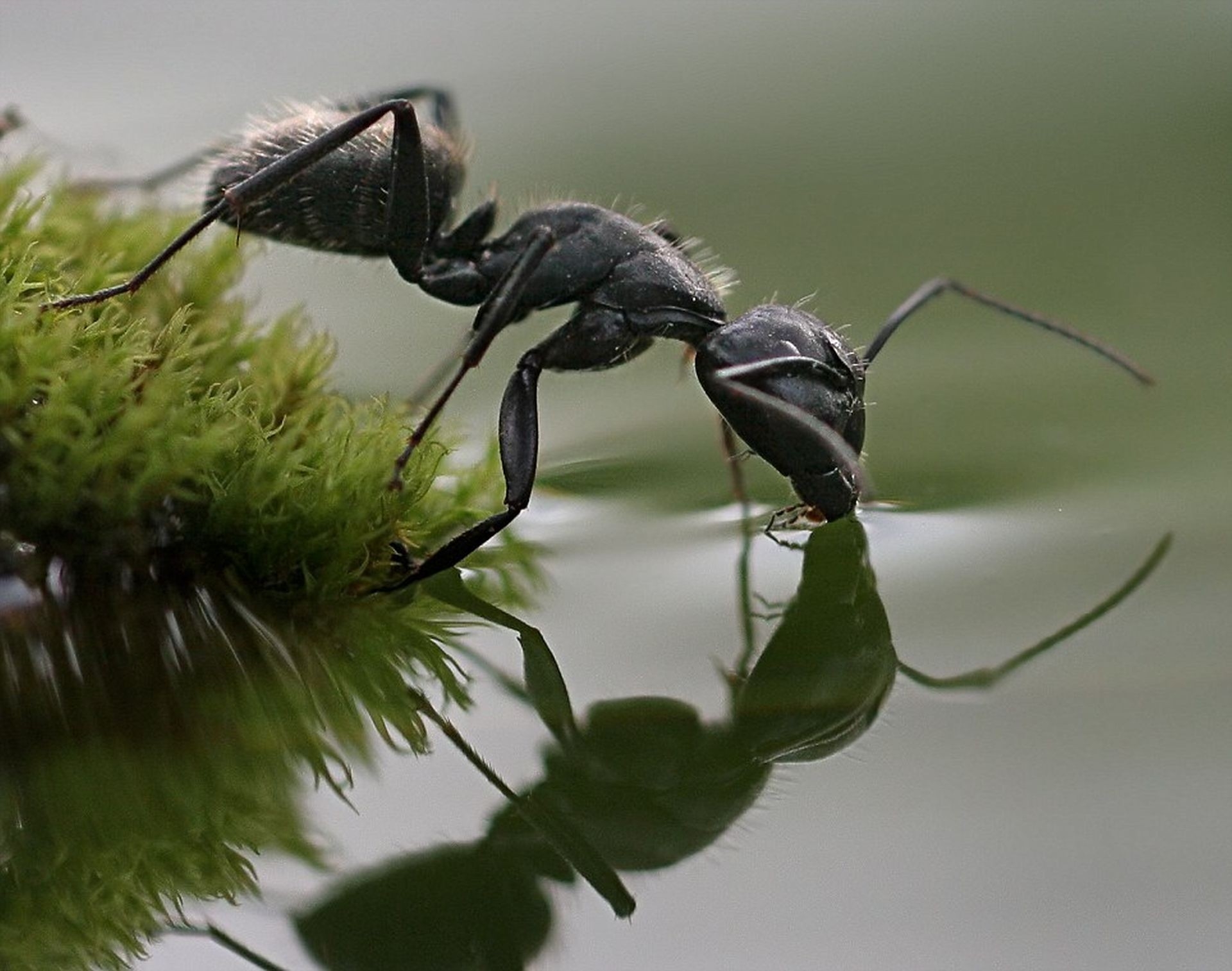 Animals Insects Ants Moss Macro Drinking Hymenopthera