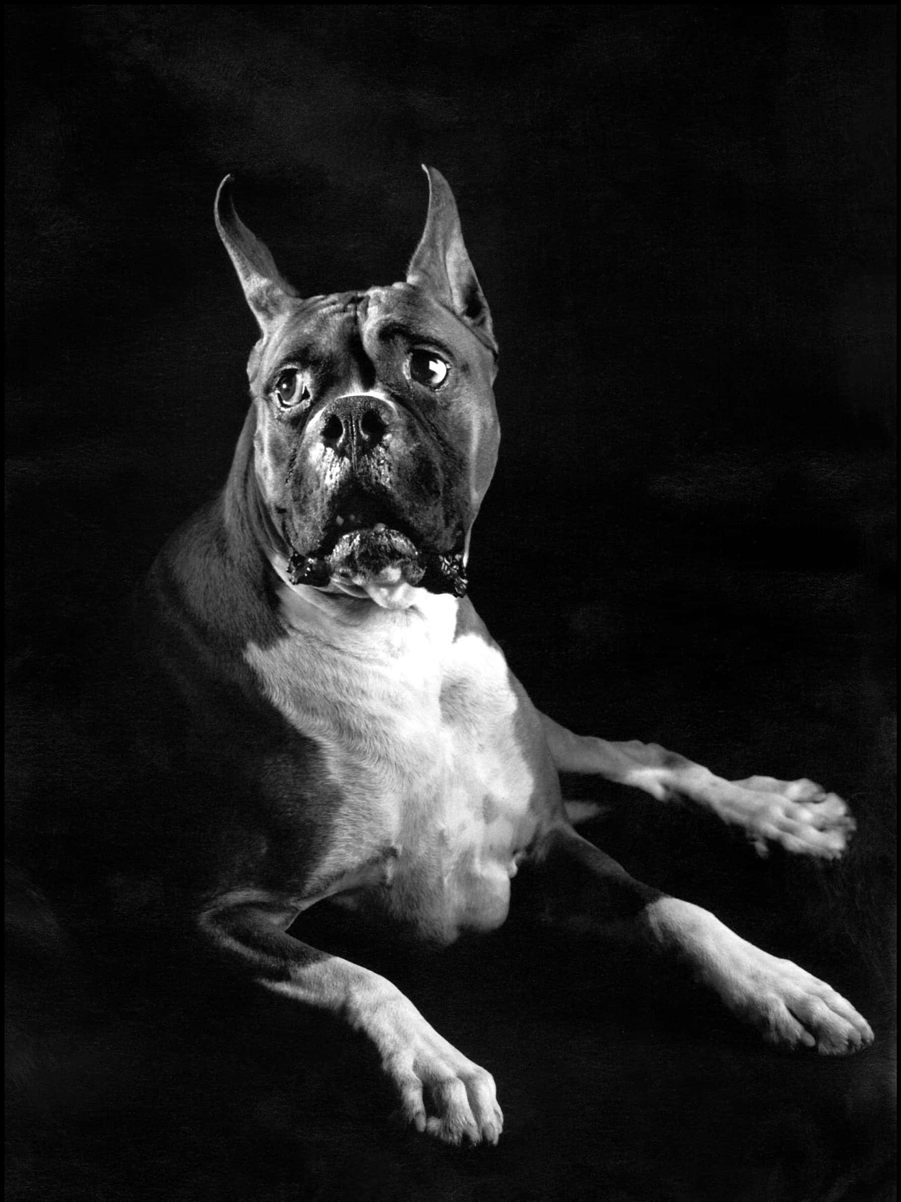 A Beautiful Black Pitbull Poses For Picture Wallpaper