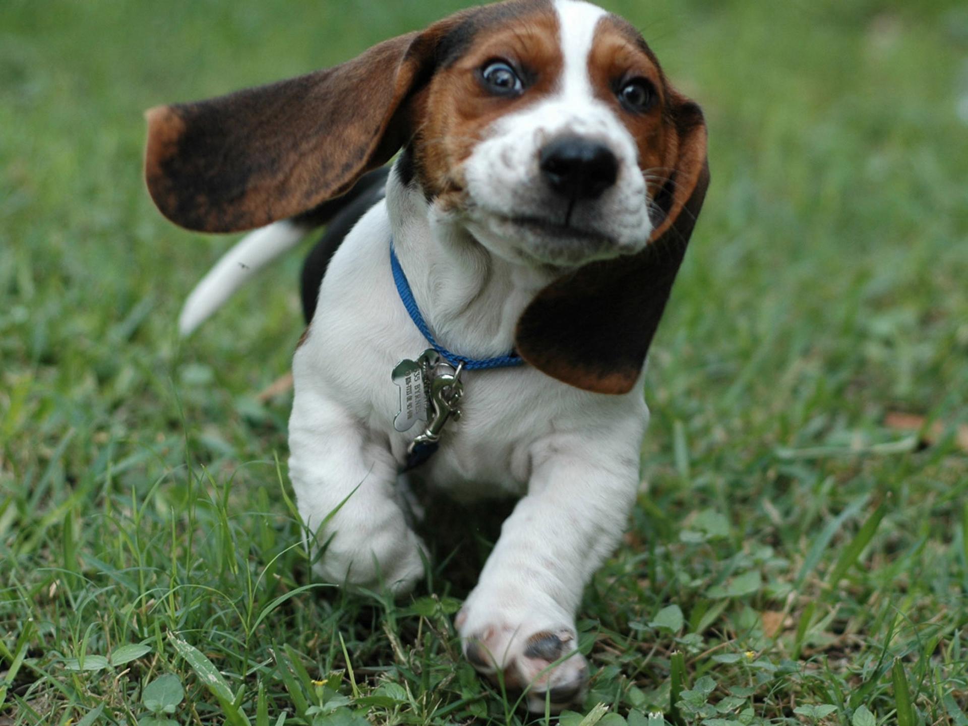 Pocket Beagle Wallpaper