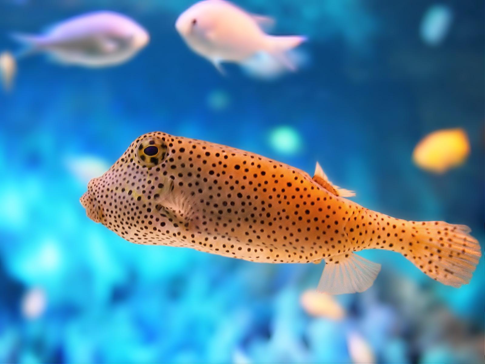 Cute Fish Wallpaper
