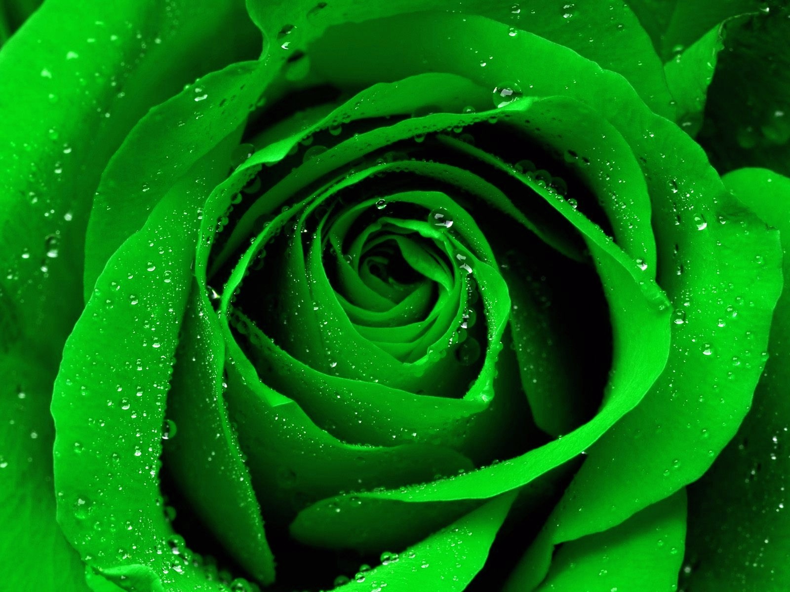 71+] Green Rose Wallpaper - WallpaperSafari