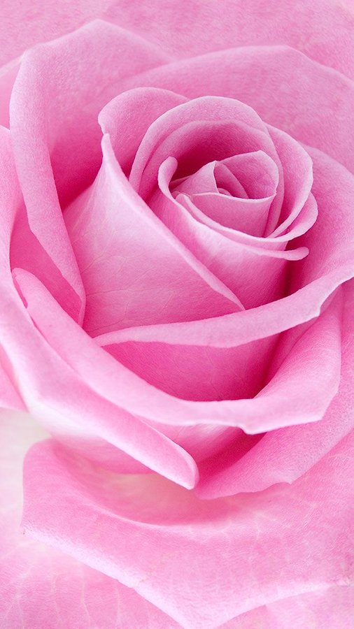 Pink Roses Live Wallpaper Android Apps And Tests Androidpit