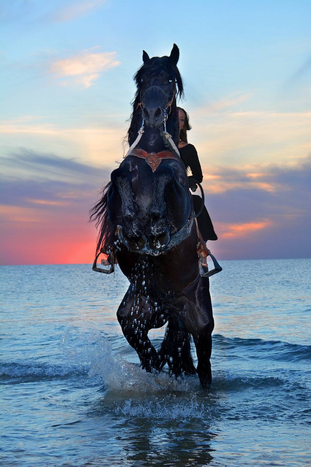 Black Horse Pictures HD Image