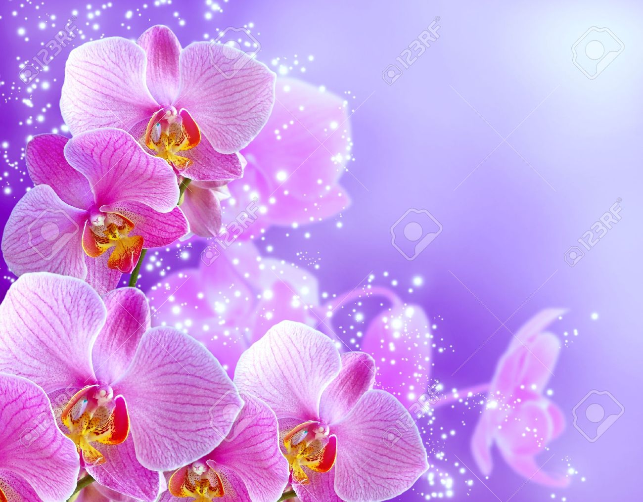 Free download Orchid And Stars On Blue Background Stock Photo Picture