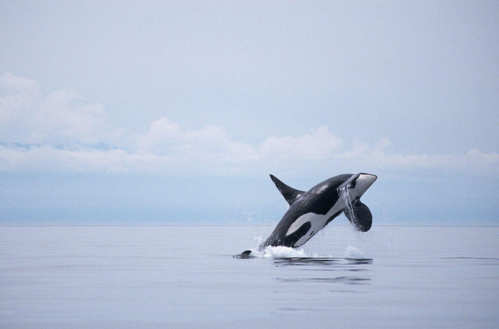 Free download Killer Whales Wallpapers [1600x1055] for your Desktop, Mobile  & Tablet | Explore 70+ Orca Whale Wallpaper | Whale Wallpaper, Orca  Wallpaper, Orca Wallpapers