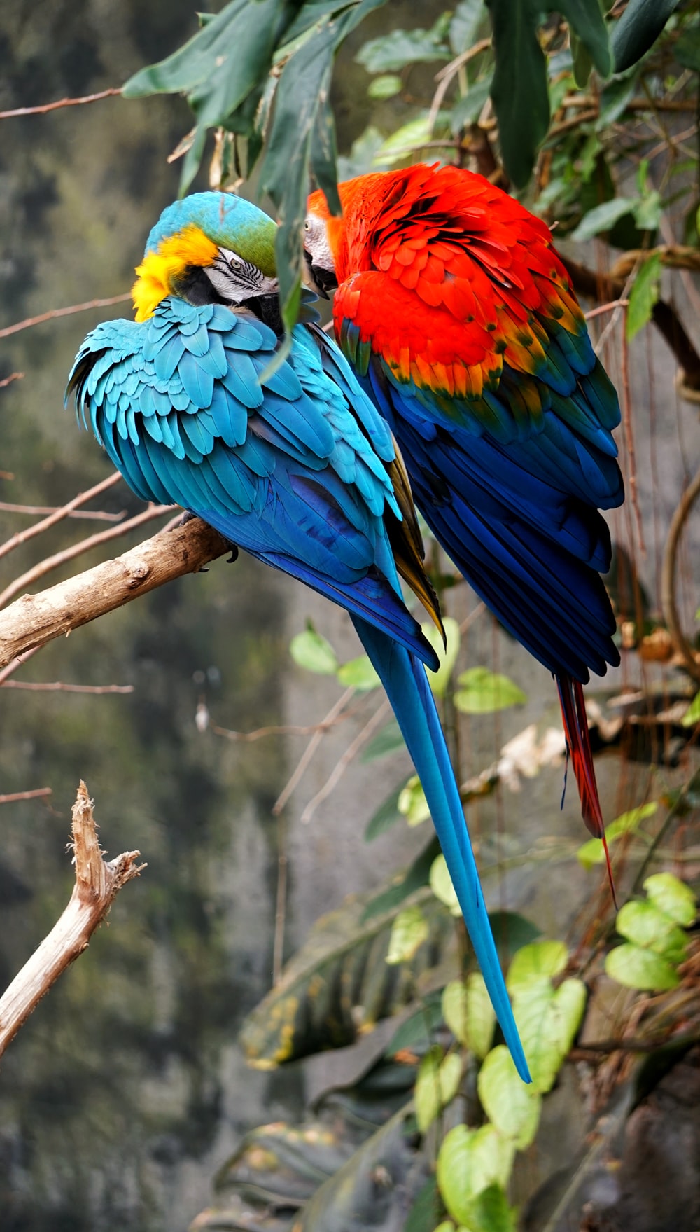 Red And Blue Parrots Sitting On Branch Photo Bird Image