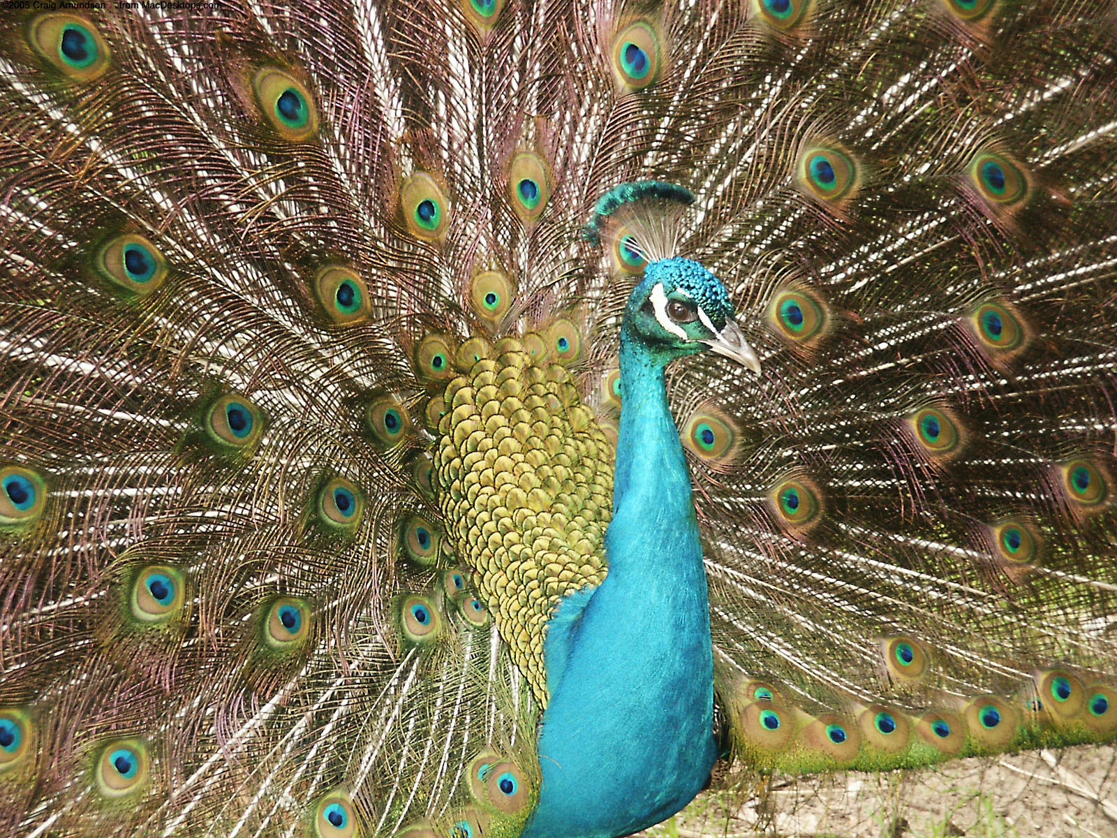 Peacock desktop wallpaper Funny Animal 1600x1200