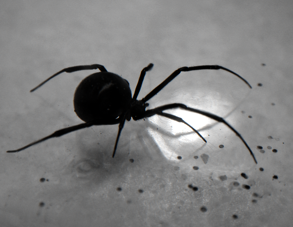  search Southern Black Widow Spider Black widow spider wallpapers