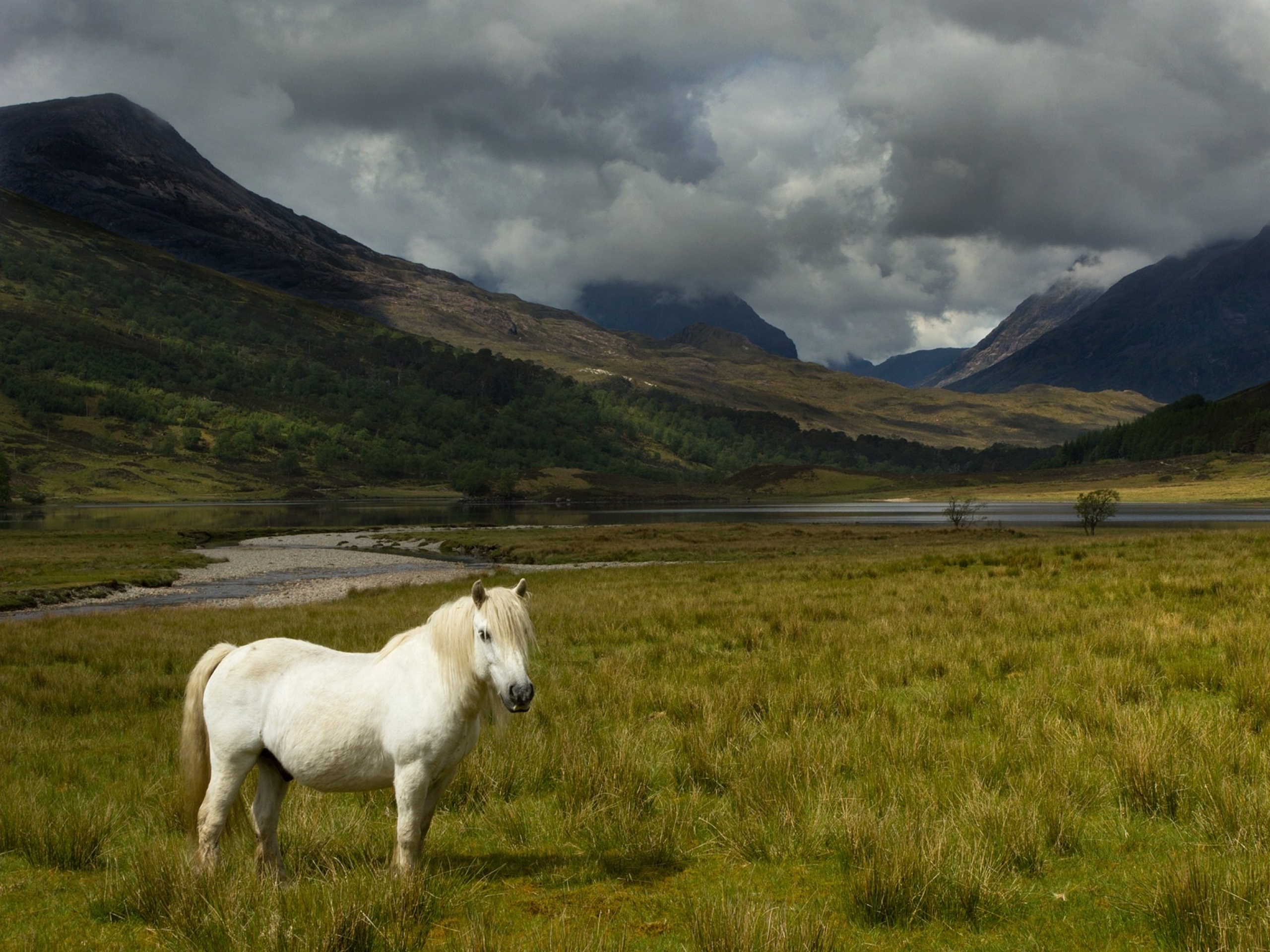 United Kingdom Scotland Pony Wallpaper