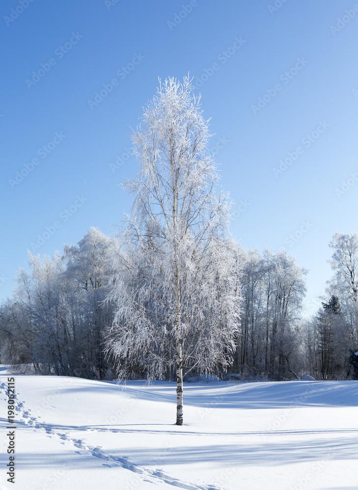 Beautiful Winter Wonderland Wallpaper From Finland Sunny And Cold