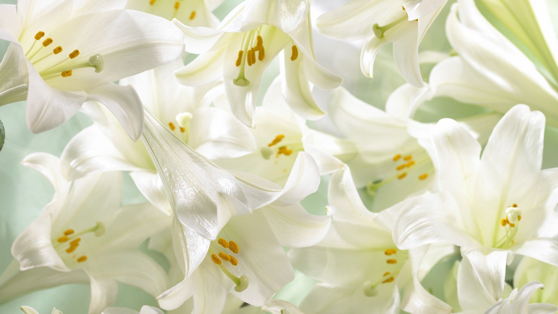White Lily Wallpaper On
