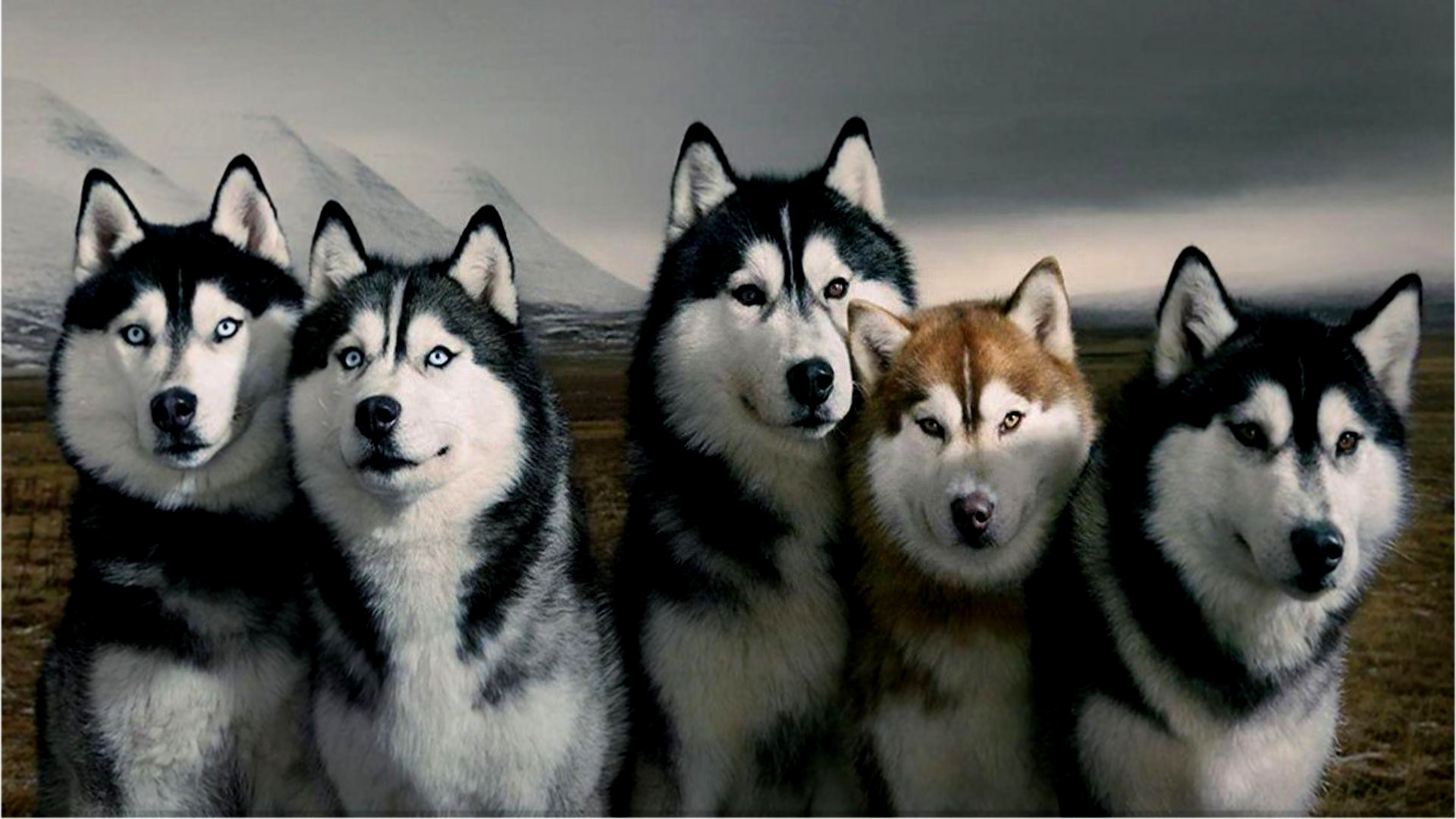Husky Dog Wallpaper