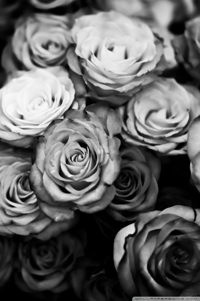Roses Black And White Ultra HD Desktop Background Wallpaper For 4k