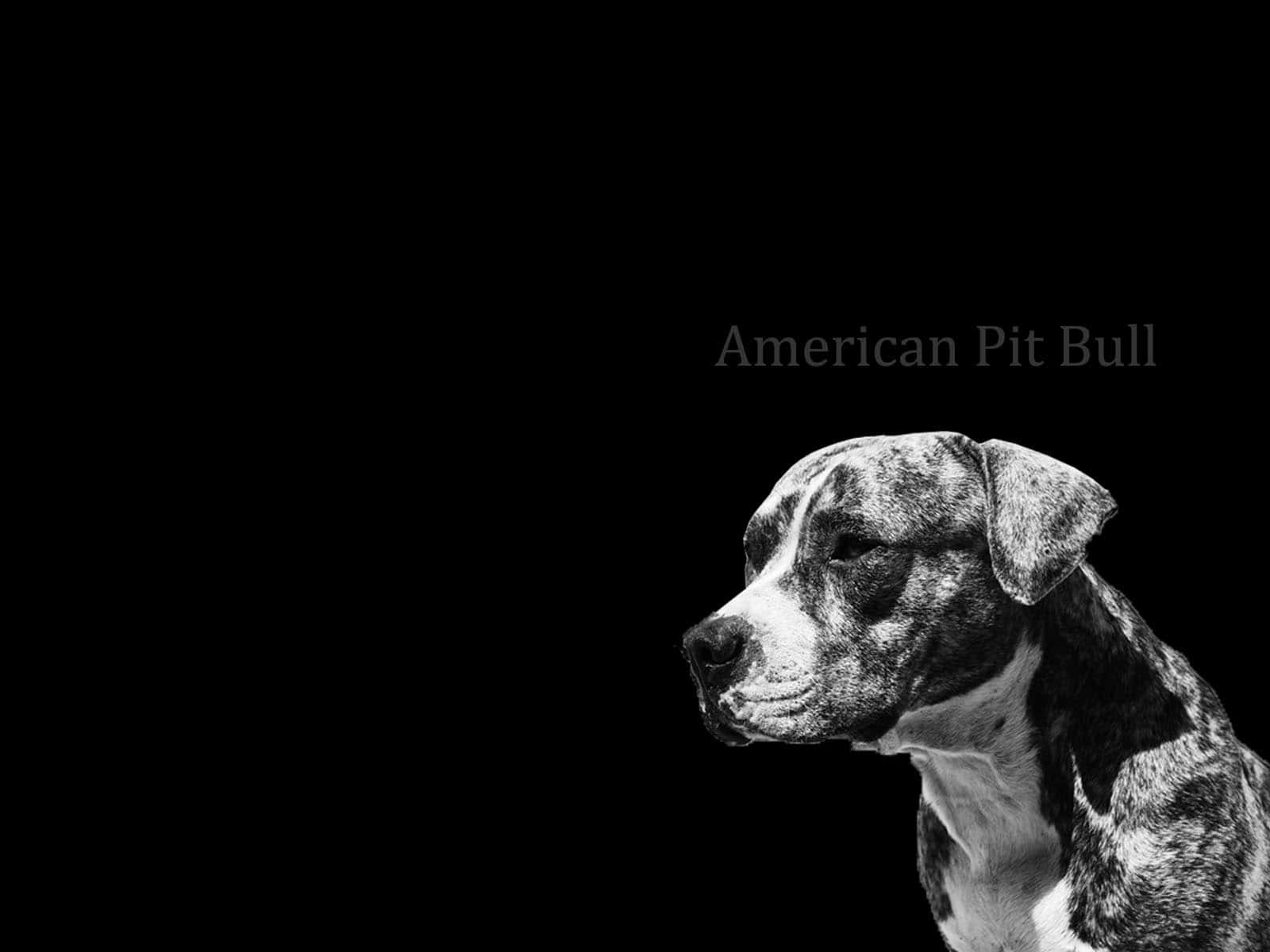 Black Pitbull Wallpaper