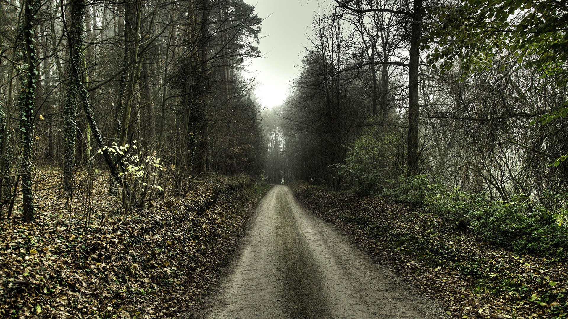 Haunted Forest Scary Road HD Wallpaper Widescreen