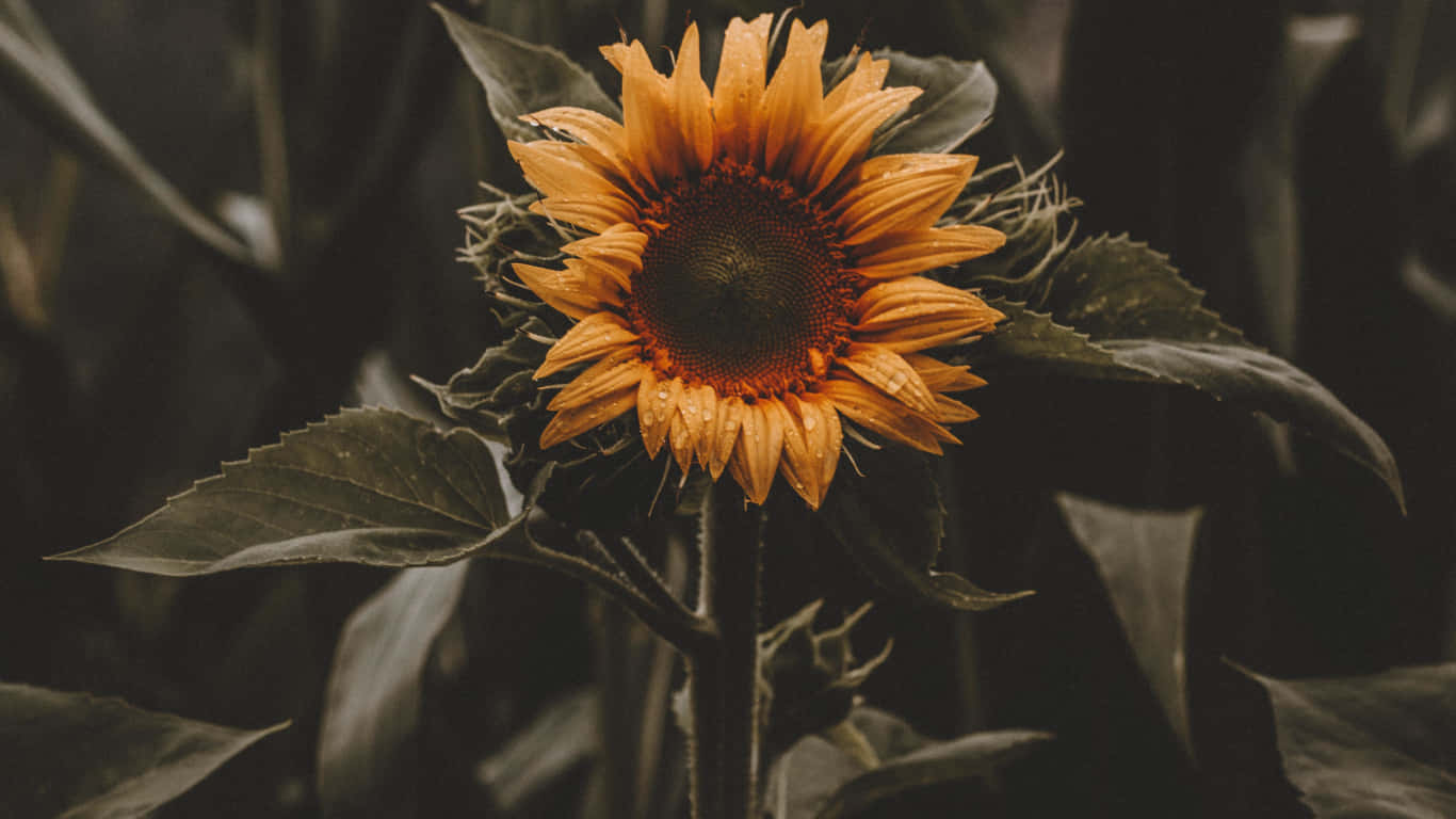 Single Sunflower Yellow Aesthetic Wallpaper