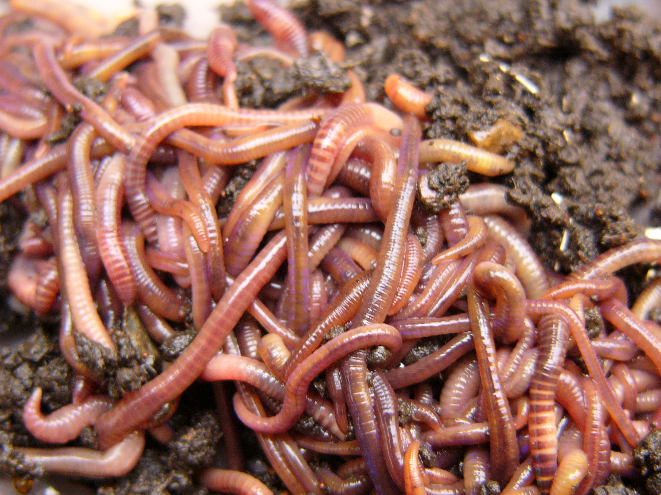  50 Worms Wallpapers WallpaperSafari