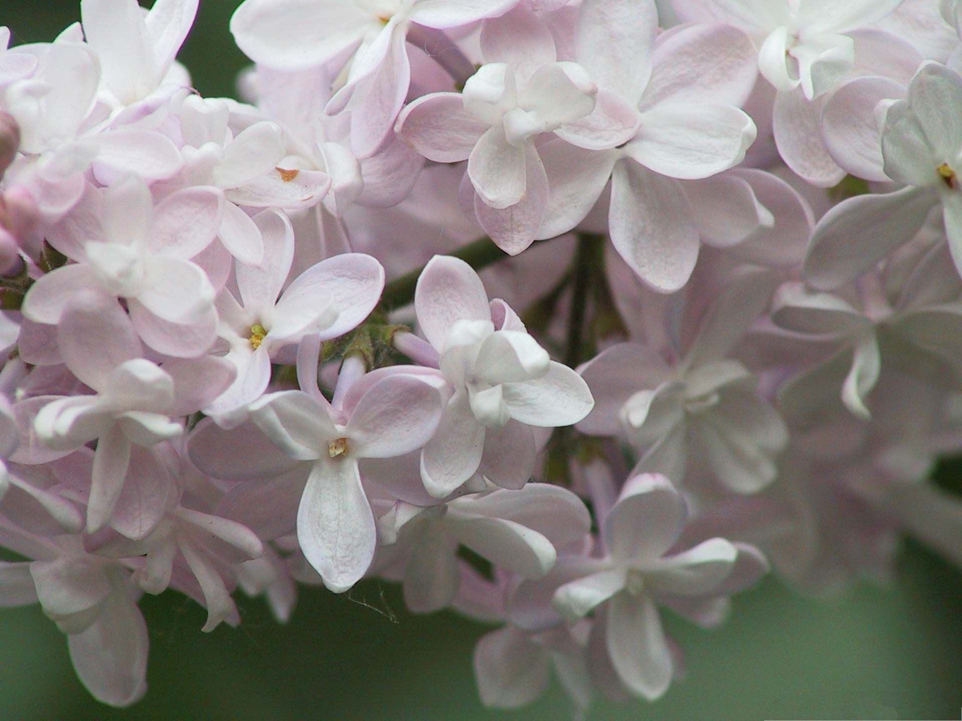 Lilac Flowers Picture Pink Flowers in Bloom Incredible Look