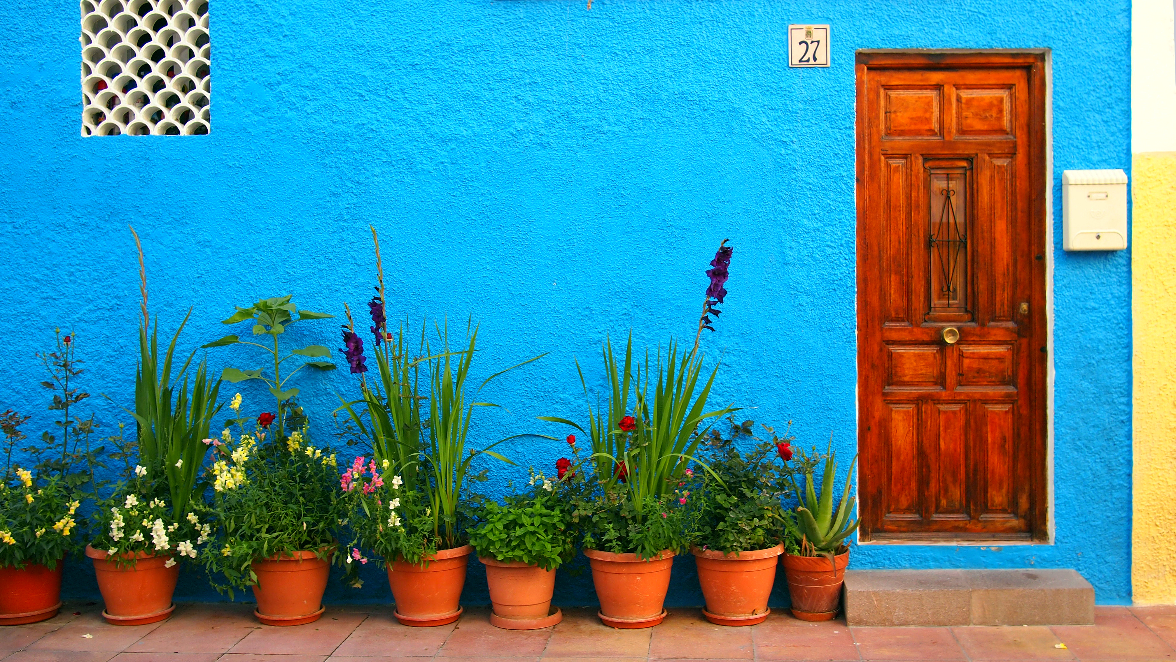Blue Background Home Brown Door Various Plants House Flowers By