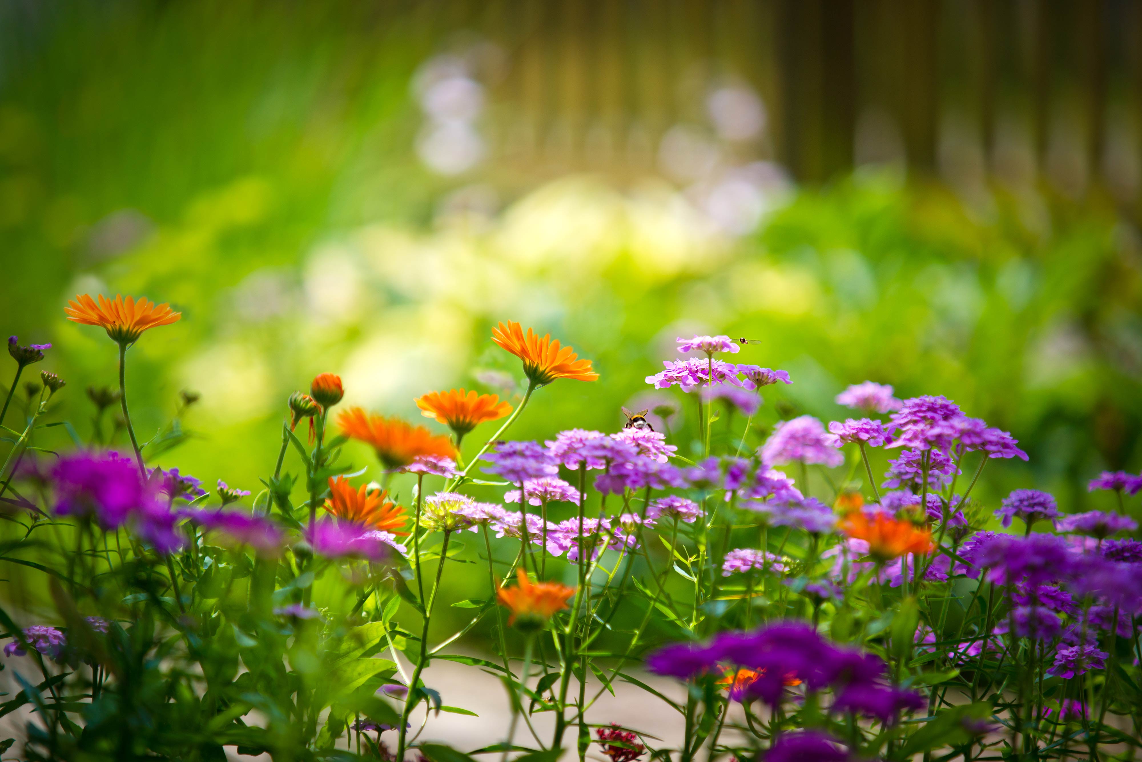 Vivid wildflowers in a sunny garden, creating a vibrant and cheerful desktop wallpaper