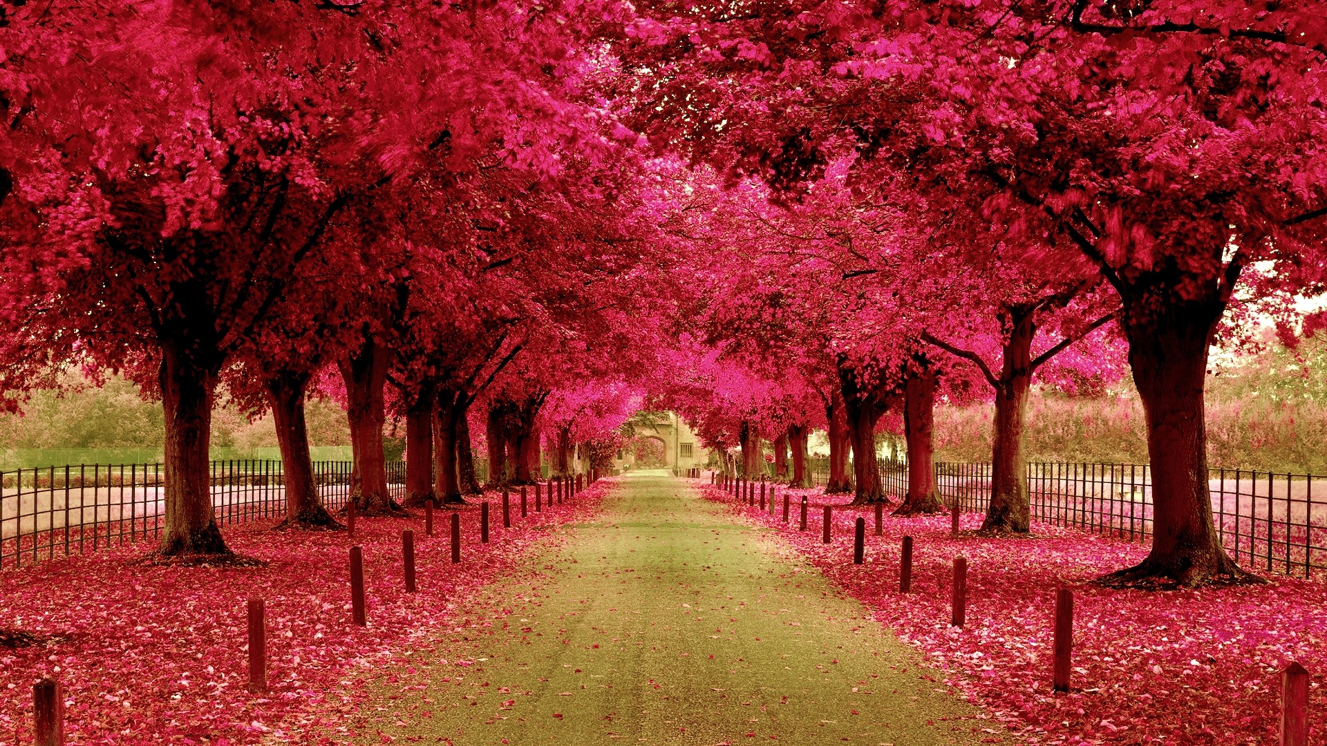 Pink Tree Wallpaper