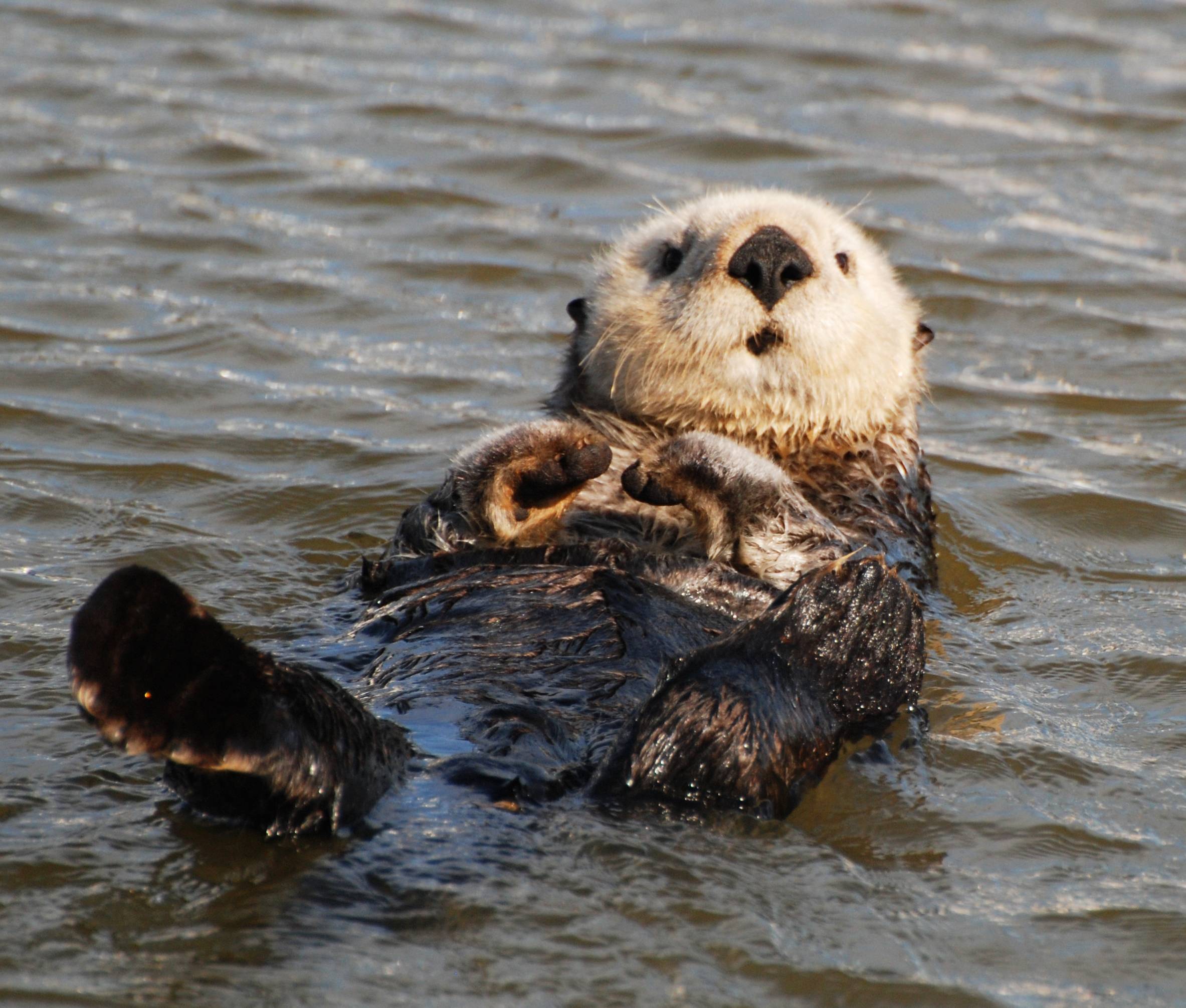 Sea Otter Wallpaper For Your Desktop