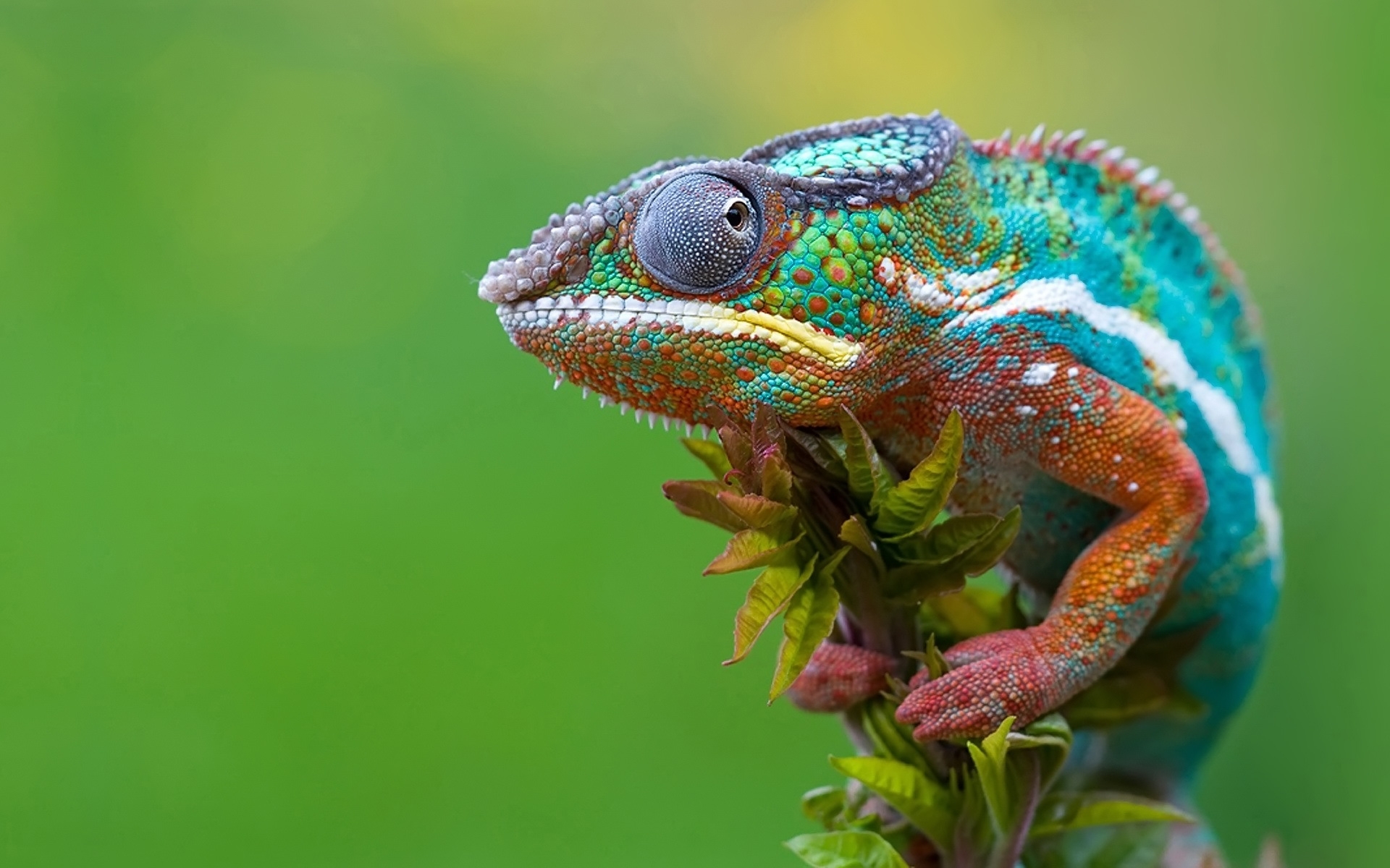 Desktop Laptop And Mobile Devices Chameleon Camouflage HD Wallpaper