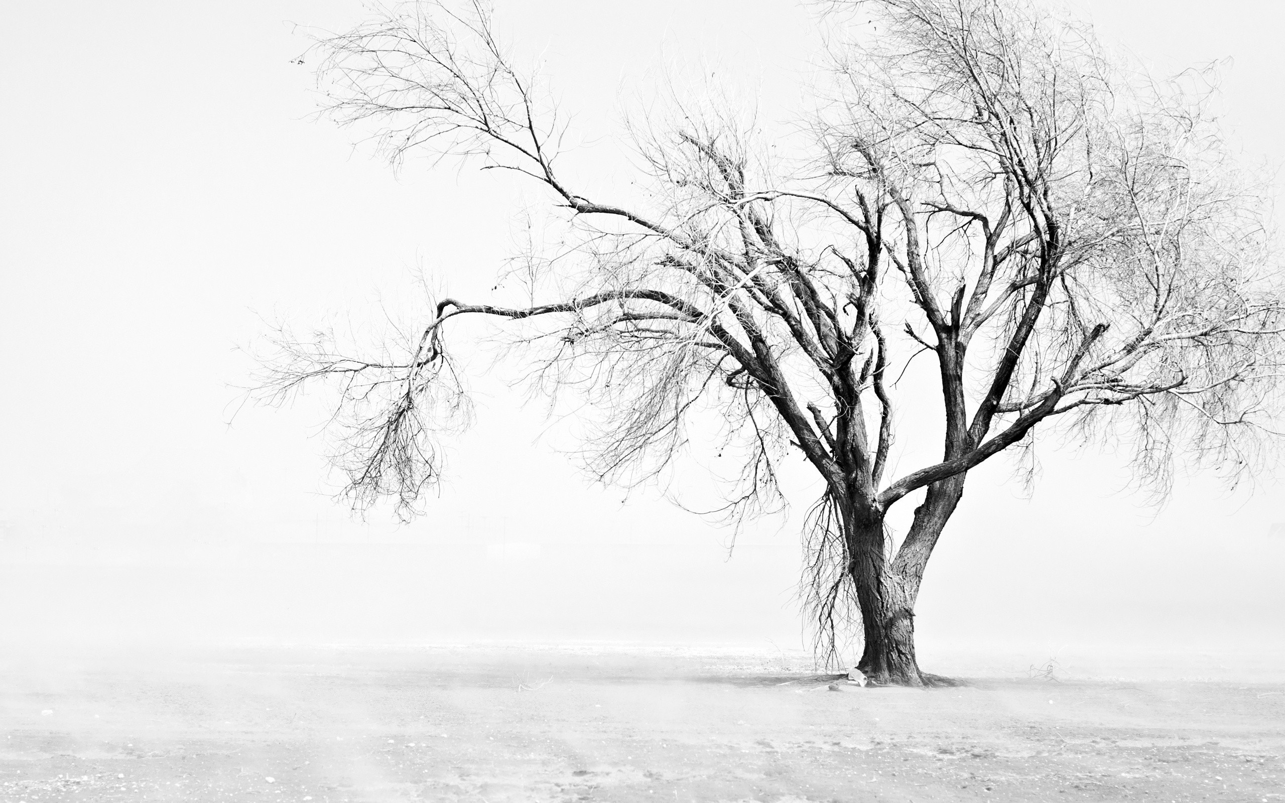 Tree Wallpaper Black And White