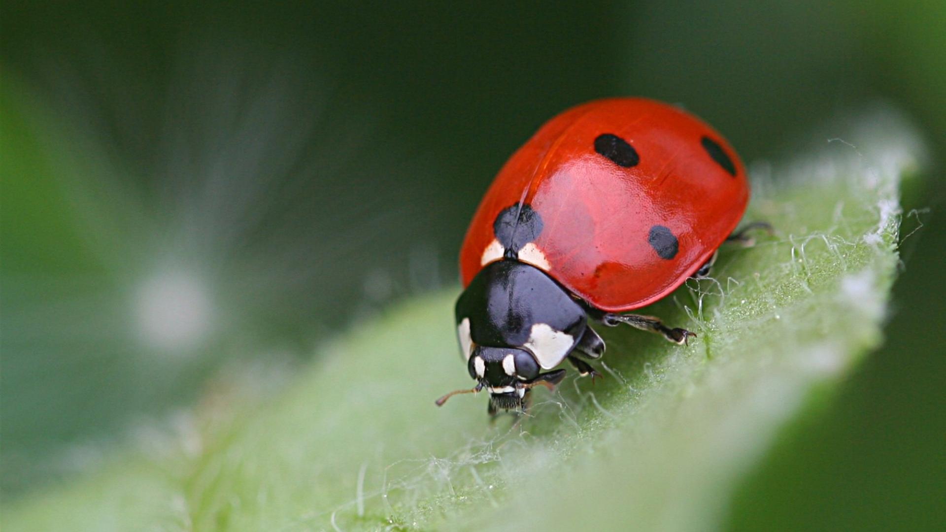 Insects Wallpaper