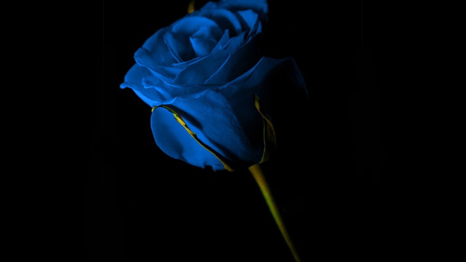 Blue rose on black background wallpapers and images