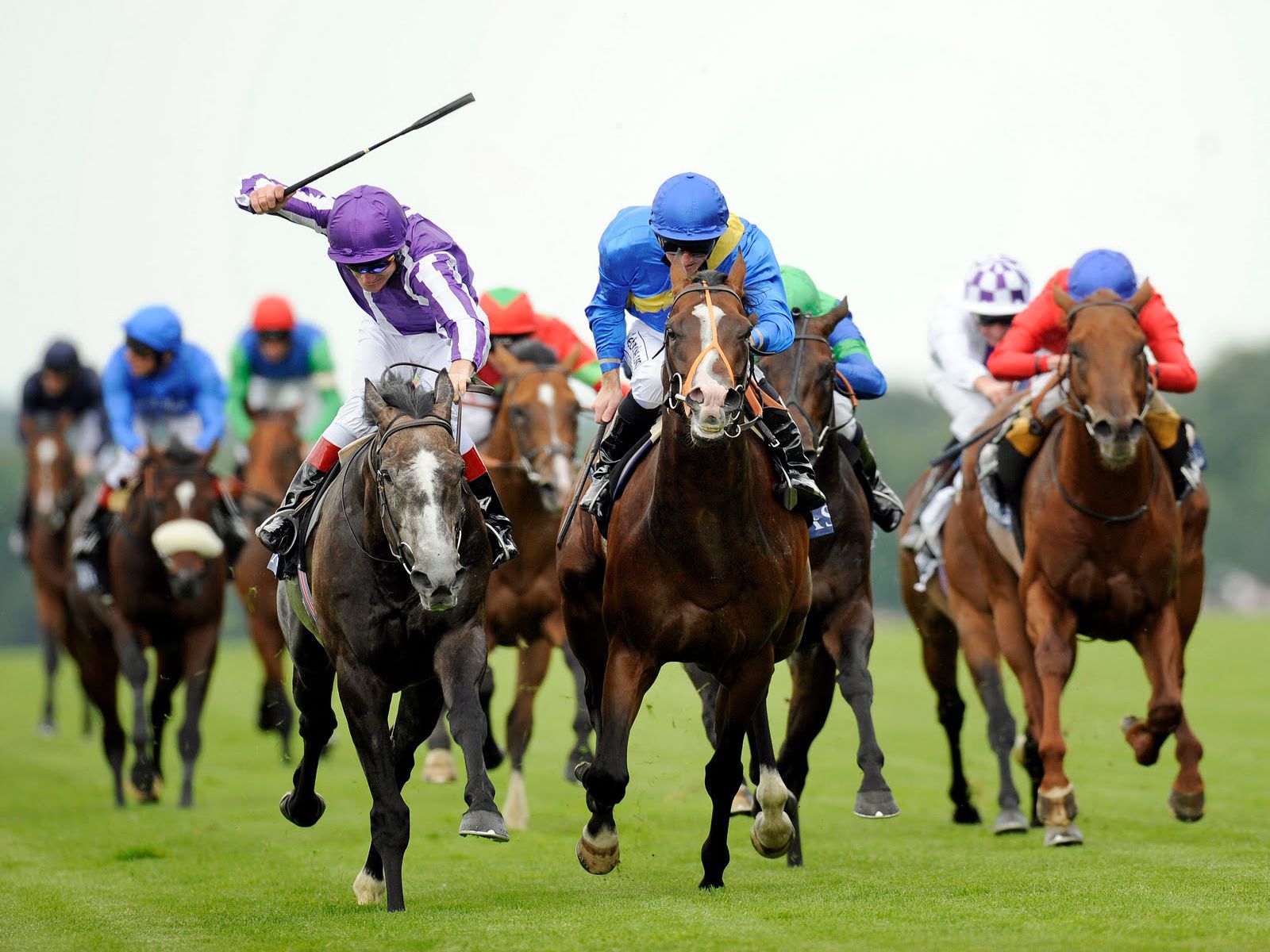 Racing Tips Horse Horses Bet