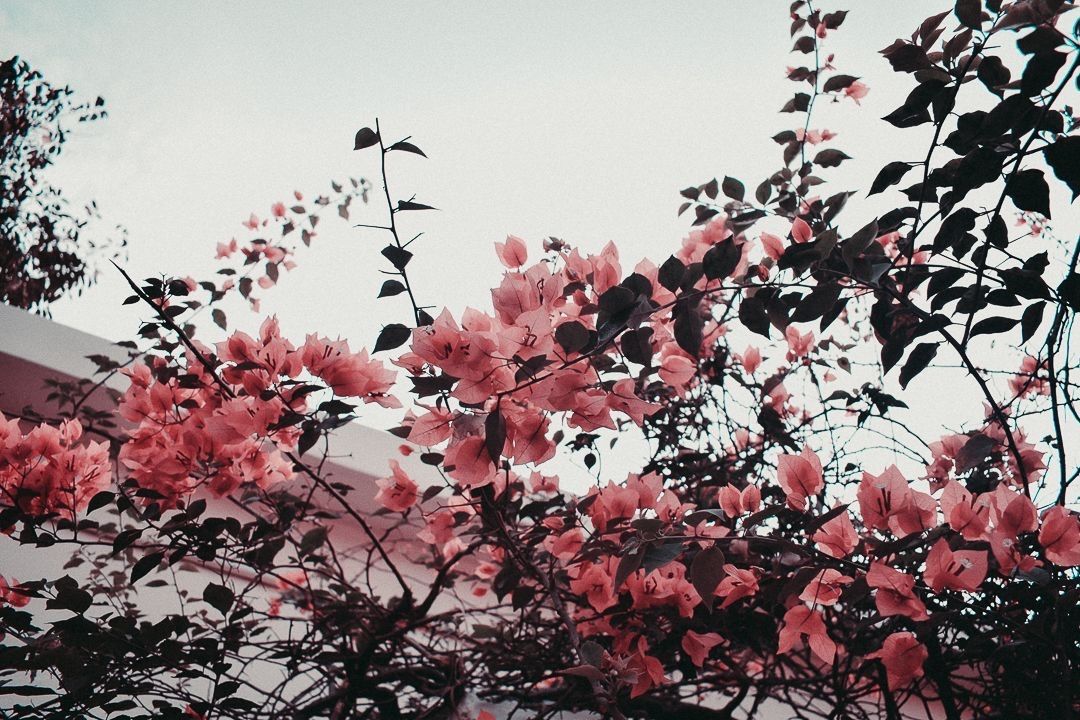 Vintage Aesthetic Laptop Wallpaper HD Desktop