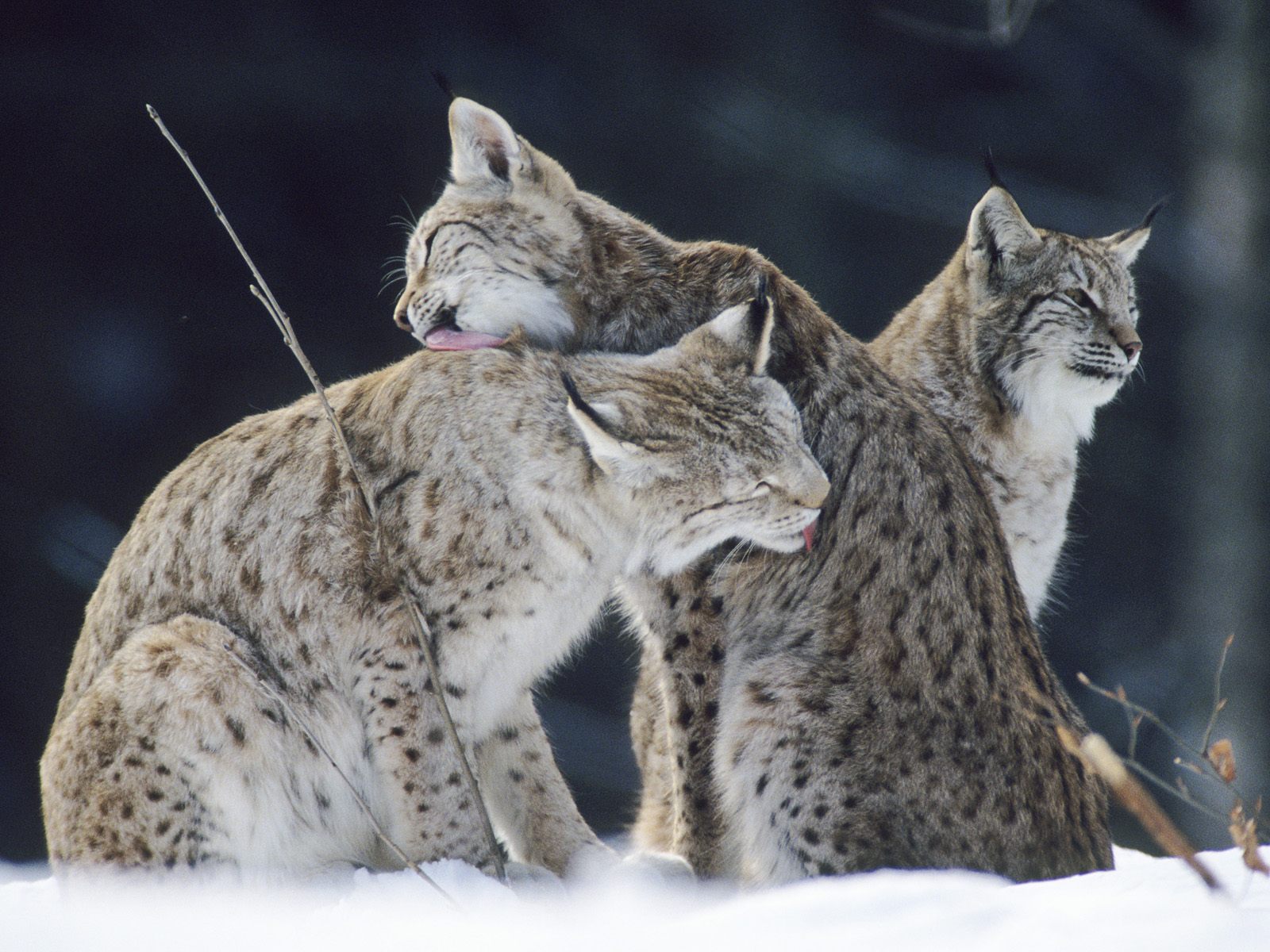 Bobcat Lynx Wallpaper Background