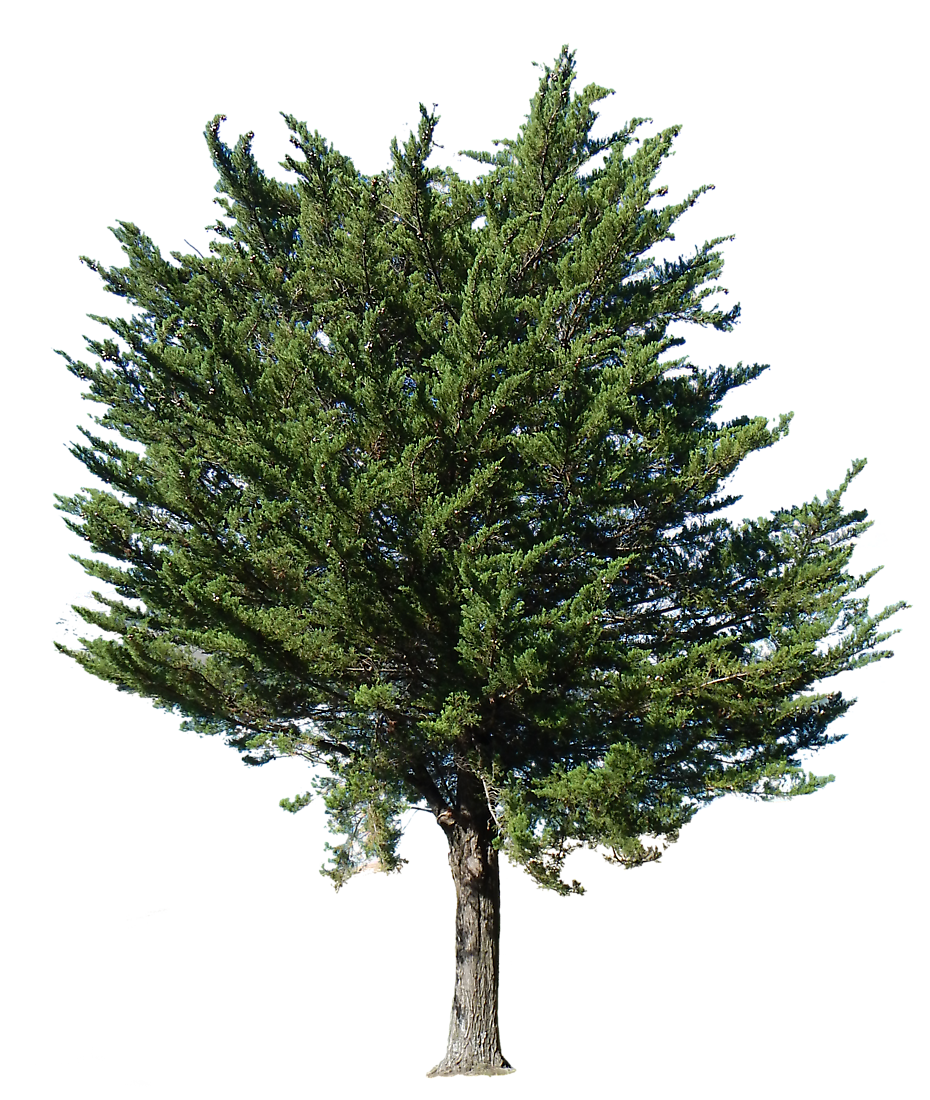 pine tree transparent alpha