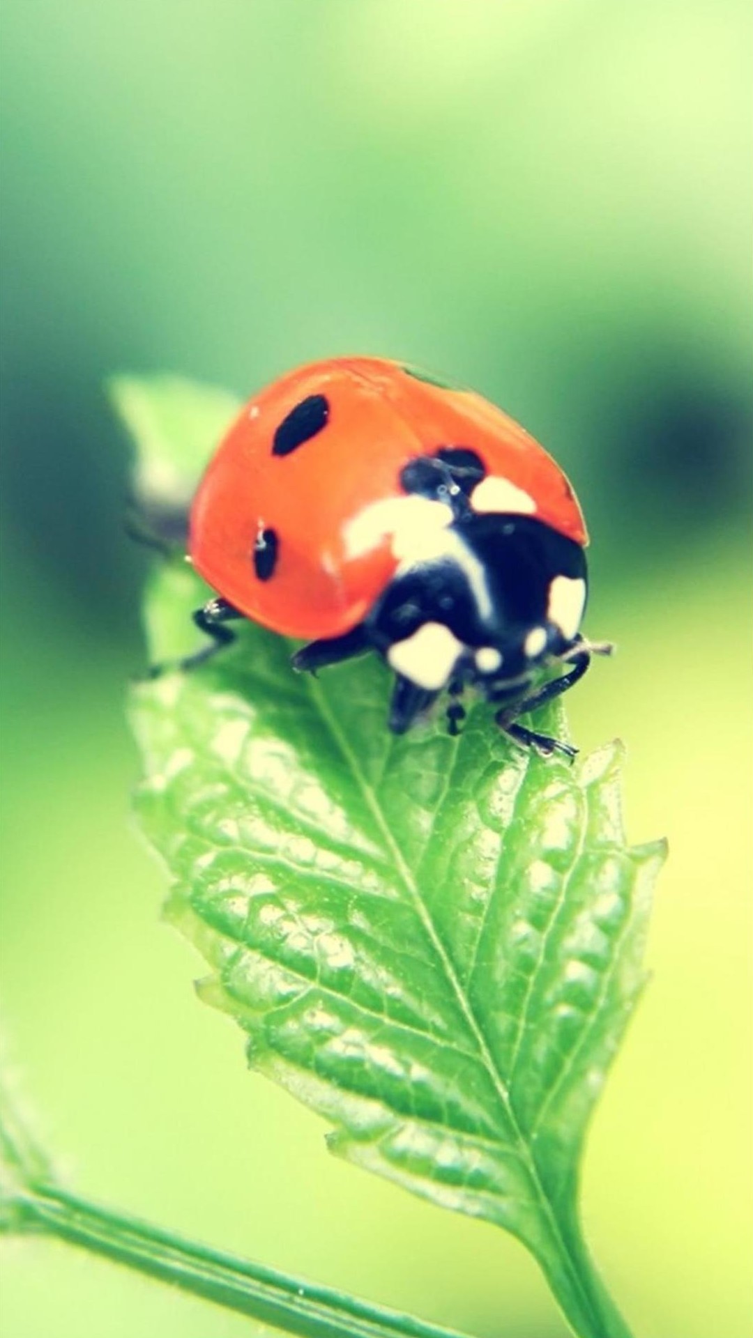 Ladybug Galaxy S4 Wallpaper HD