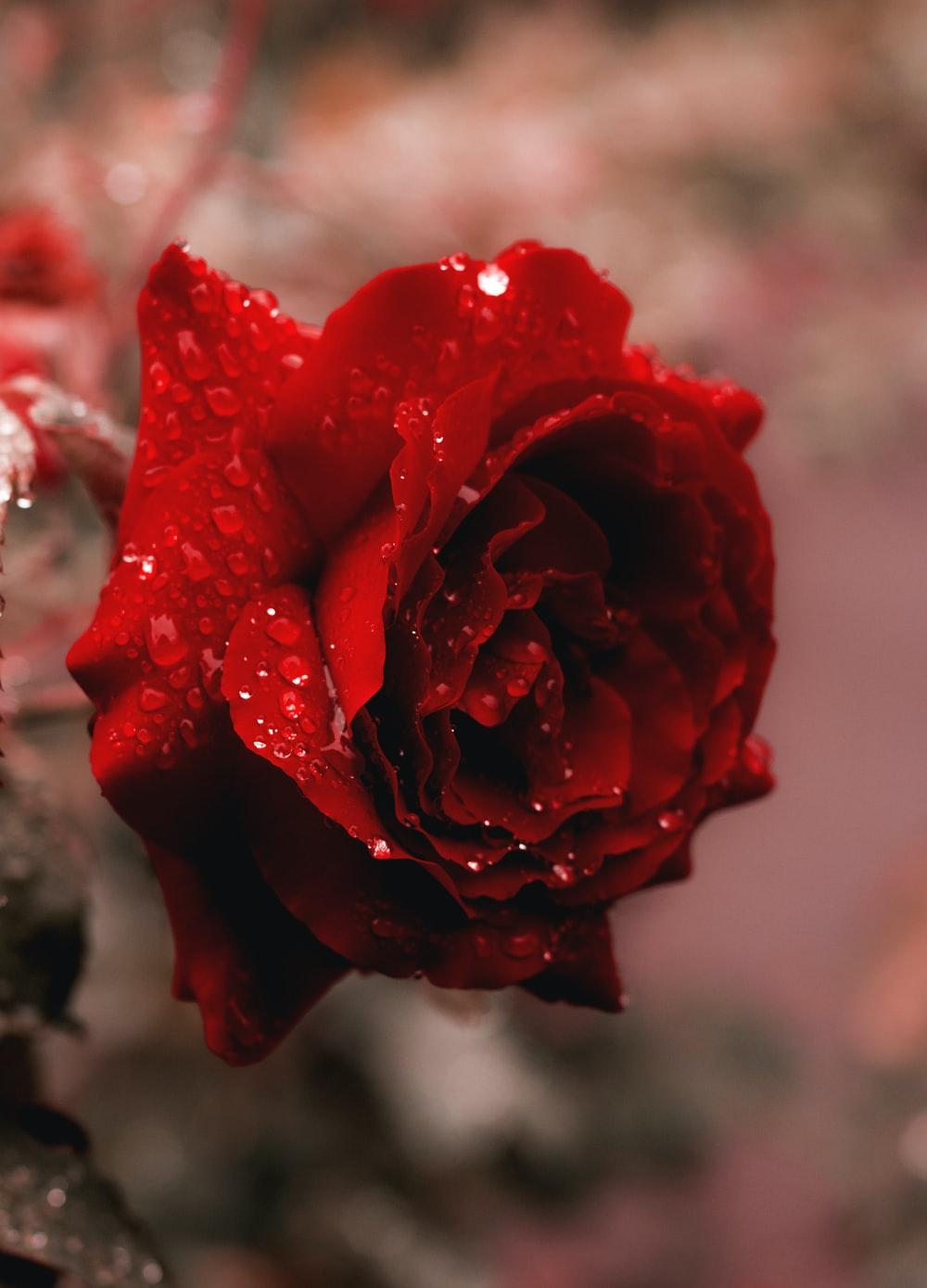Red Rose Bouquets Wallpaper