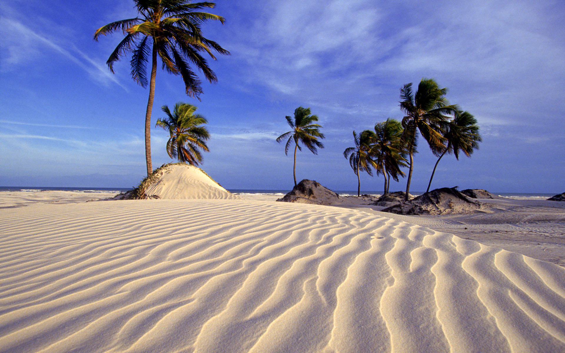 Beach And Palm Trees In Brazil Wallpaper Image